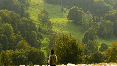 Carving - professional stock photography