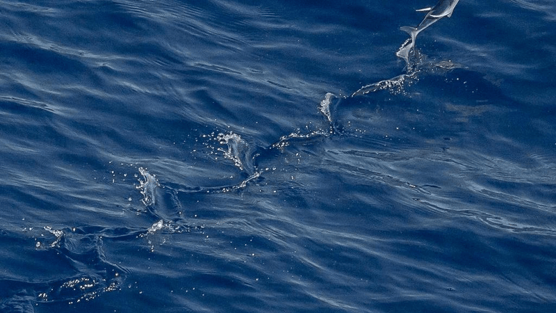 Drill - professional stock photography