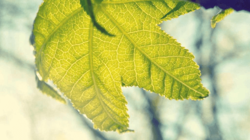 Woodwork - professional stock photography